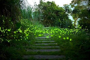 真的假的？新北市居然有50個賞螢地可以欣賞火金姑放閃