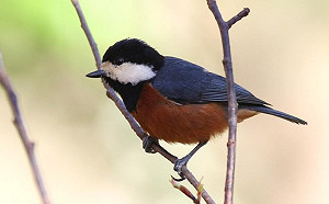 鳥類也有花名冊？全新22種「台灣特有種」鳥類正式登錄