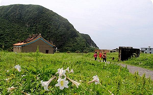 錯過今年等明年！龜山島百合花開賞鯨賞花正是時候
