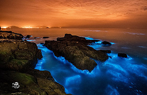 馬祖藍眼淚看過了嗎？夜航出海近距離追淚超搶手