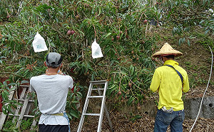 莊稼多工人少？農業專業技術師今年正式「出師」協助高屏缺工旱象