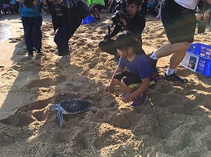 龜鄉 歸鄉 11頭綠蠵龜重回大海懷抱