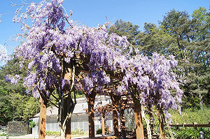 季節限定！紫藤花大爆發   三處浪漫唯美賞花秘境在這裡