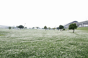 隨便拍隨便美! 白花三葉草一望無際雪皚皚