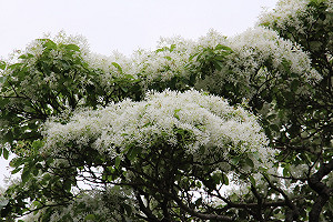 到這裡自拍四月雪 流蘇披浪漫薄紗迎風搖