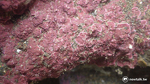 千年生態最新圖為證 大潭藻礁比觀新藻礁狀況更好