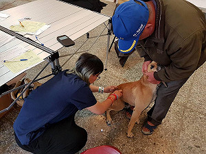 愛它別讓它流浪　寵物絕育數增加近一倍