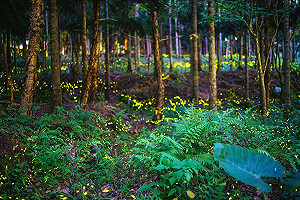 螢火蟲北台大爆發  愛牠要這樣要罩牠