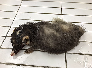 遭狂犬病鼬獾咬眾怎保命? 切記2不1要
