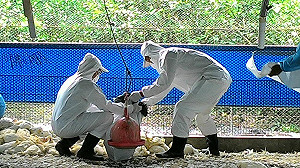 屏東蛋中雞確診H5N2　防疫所赴雞場撲殺消毒