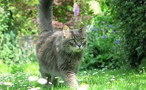 貓皇有怪癖？上完廁所後會暴衝！