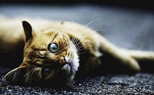 你們來看看吧！台北市幸福轉運站犬貓認養小舖開站！