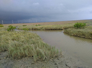 互花米草入侵高美濕地農業局3日起清除
