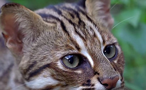 苗栗自然農法水稻田  驚見瀕危物種石虎、大田鱉！