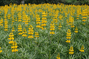 一棟紅磚屋　帶你走入台灣才有的童話異想世界