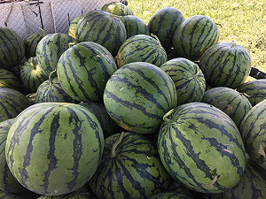 西瓜節免費吃西瓜、逛老街   炎炎夏日消暑就靠它