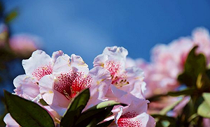 合歡山杜鵑花開了沒？最新花況看這裡