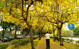 黃金花海沒了？為防災過度修剪沒花看！