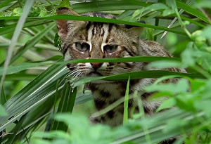 環保署力保石虎  鴻禧高球場擴建案遭否決