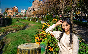 「炮」頭露面迎春天 新北鴨母港溝、中港大排炮仗花開 