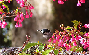 賞花觀鳥小旅行！大雪山「櫻、梅盛開」展現春天氣息