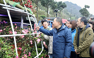 萬金杜鵑移動花聚落盛大開展  228連假週末踩點好禮放送  