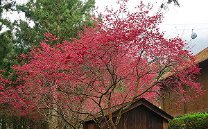 228連假湧入賞夢幻櫻花海！九族文化村公告客滿 籲：轉往其他地區旅遊