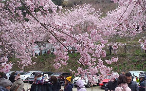 不只九族塞爆！拉拉山賞櫻也塞爆