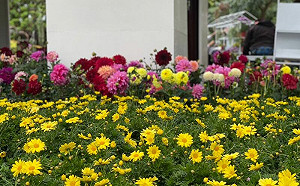 一路玩到年底！北市賞花地圖報你知