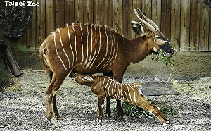 斑哥羚羊喜迎寶寶！北市動物園：「元宵」落地2天就健步如飛