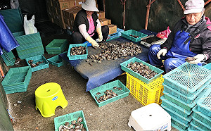 春天冷熱多變 溫補推薦新北貢寮鮑人蔘雞湯