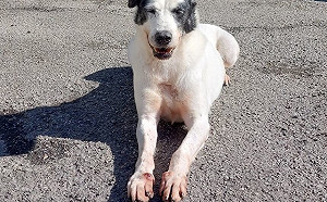 新北志工拍片助認養 浪犬阿郎守候1690天終有新家