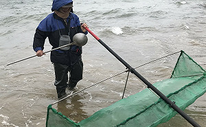 新北漁業處提醒：鰻苗捕撈期於2/28結束