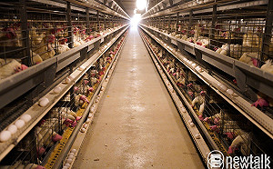 現場直擊》市場缺蛋 蛋雞場缺雞 雞蛋短缺3月可緩解？雞農：恐不樂觀！