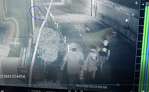 新北比特犬去年咬傷他犬挨罰3萬 今年未戴嘴套再重罰7.5萬