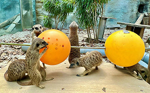 狐獴吃串燒？壽山動物園設計覓食玩具豐富動物生活