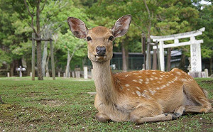 奈良鹿性情大變？她遭爆咬傷口嚇壞