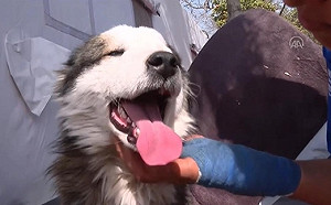 土耳其版「狗堅強」! 哈士奇遭地震活埋23天後 奇蹟式獲救