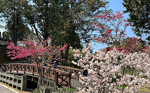 阿里山花季將登場！絕美秘境「水山療癒步道」3/11啟用