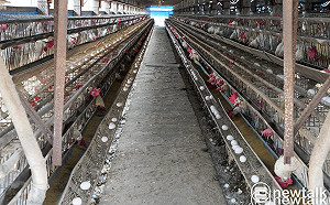 禽流感大爆發 民眾瘋搶雞蛋  李惠仁：官僚病毒都沒變 民眾行為大變