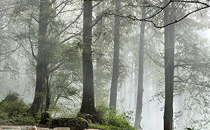 帶小孩放電去！清明連假國家森林遊樂區12歲以下免費