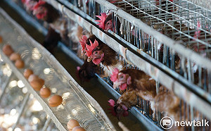  凶器竟然是它! 挾怨報復鄰居 湖南男子嚇死1,100隻雞