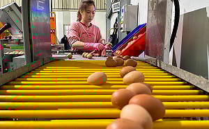 蛋已不缺但價格未降？北市蛋公會坦承：蛋價回不去了