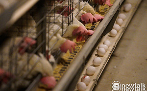 防蛋荒再來！加強禽流感防疫  防檢署將啟動無人機巡禽場