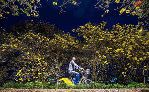 嘉市府迎花季 公開獨「嘉」花花世界秘境