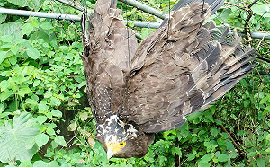 二級保育類大冠鷲受困瓜棚動彈不得 新北動保處及時救援