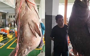 超驚人！嘉義漁民捕到巨大龍膽石斑