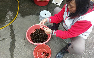 新北東北角春季限定美食小海帶 清炒就能吃出海洋鮮味