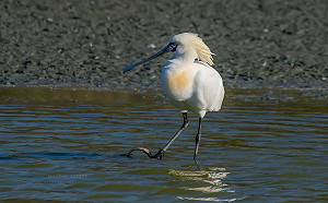 黑面琵鷺右腳竟遭捕獸鋏夾住！嘉縣農業處：正在搜尋救援中