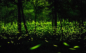 森林裡的螢光海！花蓮螢火蟲季3/11開跑 最佳時段看這裡